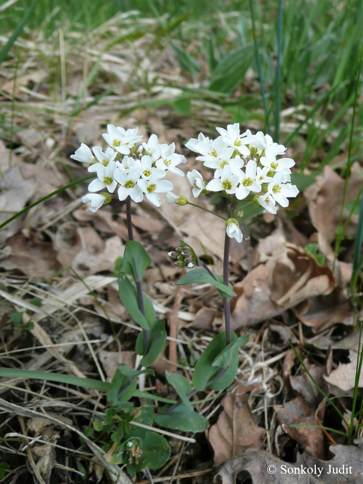 Thlaspi jankae A. Kern.
