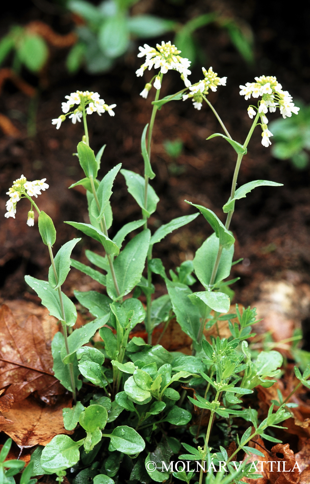 Thlaspi kovatsii Heuff.
