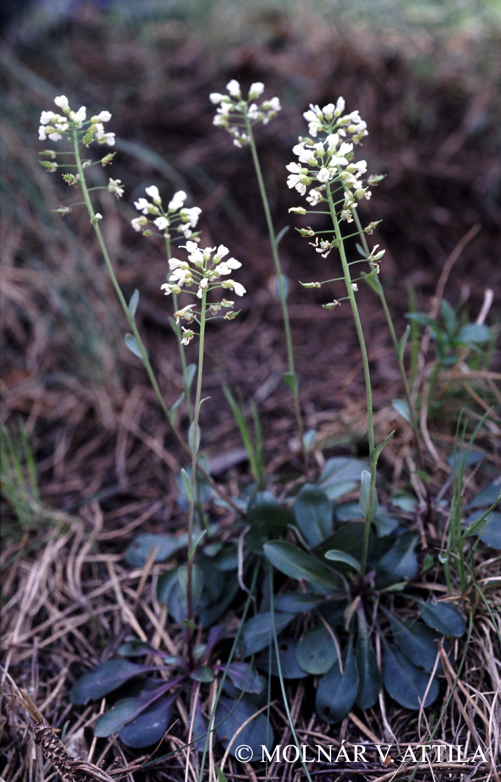 Thlaspi montanum L.