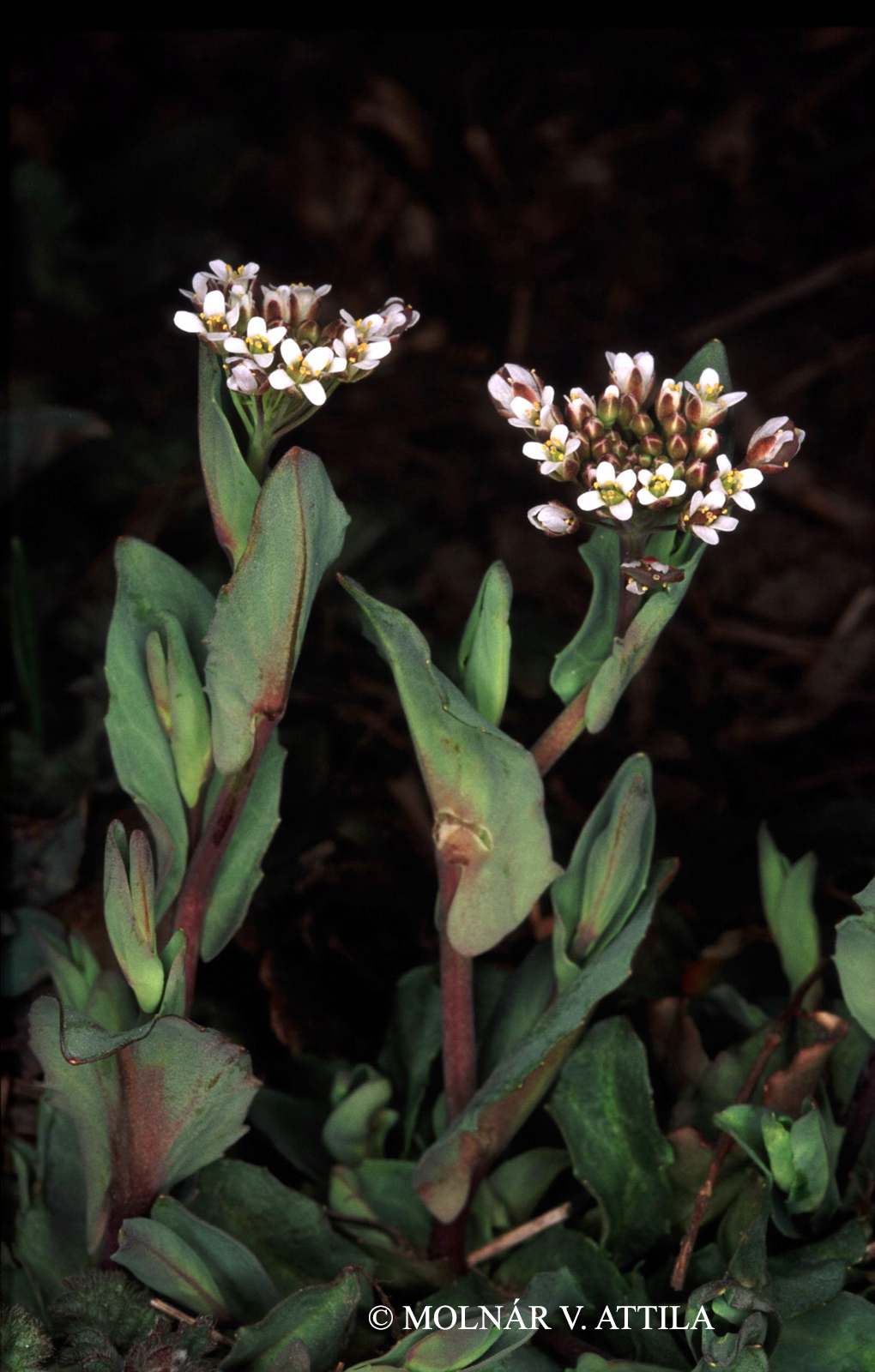 Thlaspi perfoliatum L.