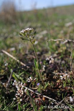Thlaspi perfoliatum L. 2.Image