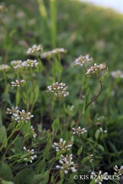 Thlaspi perfoliatum L. 3.Image