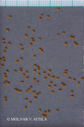 Thlaspi perfoliatum L. 4.Image