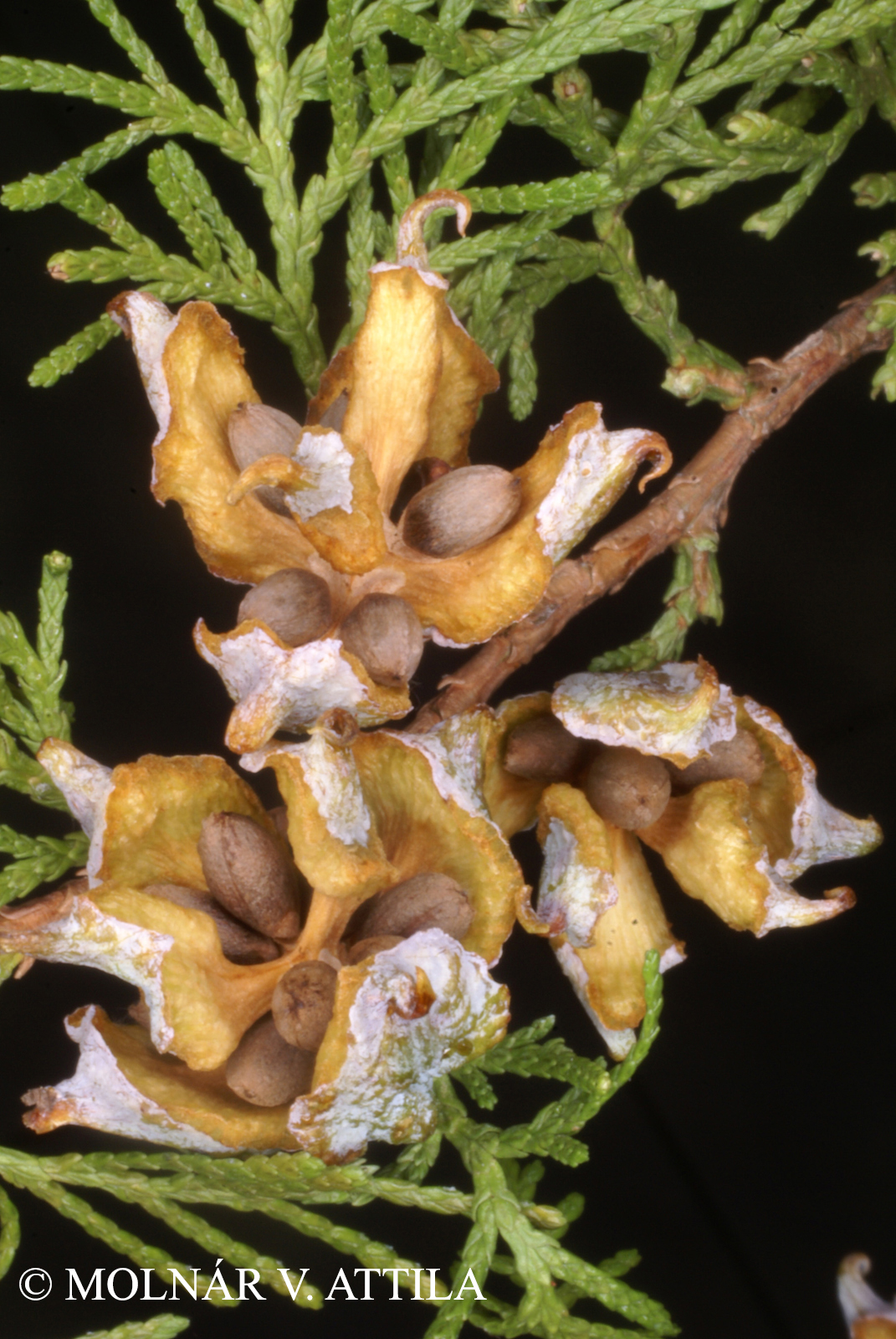 Thuja orientalis L.