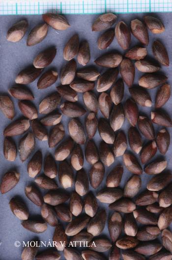 Thuja orientalis L. 2.Image
