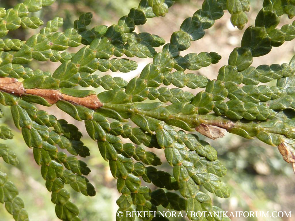 Thuja plicata Donn ex D. Don