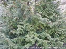 Thuja plicata Donn ex D. Don 2.Image