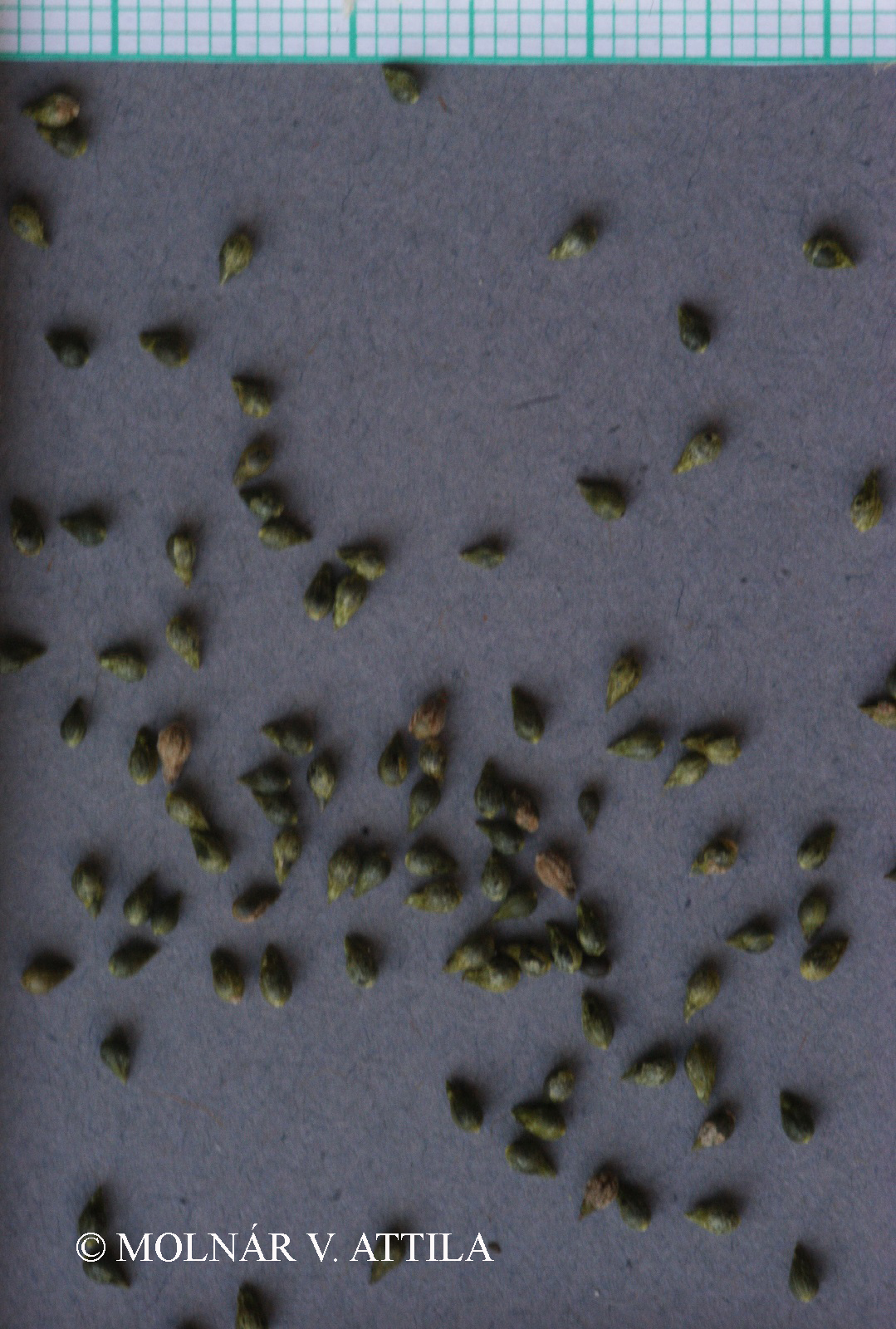 Thymelaea passerina (L.) Coss. et Germ.