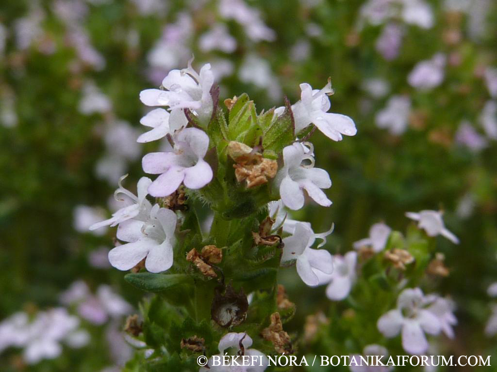 Thymus vulgaris L.