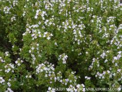 Thymus vulgaris L. 2.Image