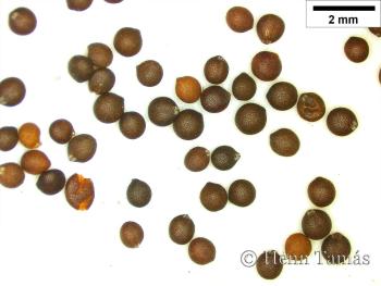 Thymus vulgaris L. 3.Image