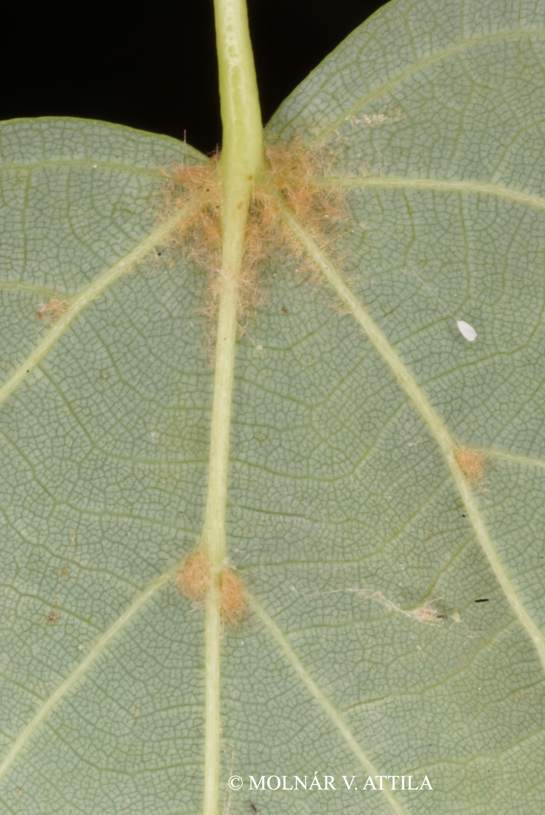Tilia cordata Mill.