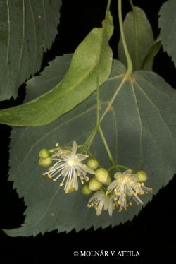 Tilia cordata Mill. 2.Image