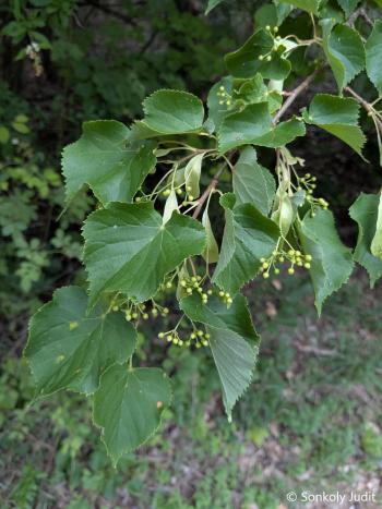 Tilia cordata Mill. 4.Kép