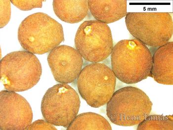 Tilia cordata Mill. 3.Image