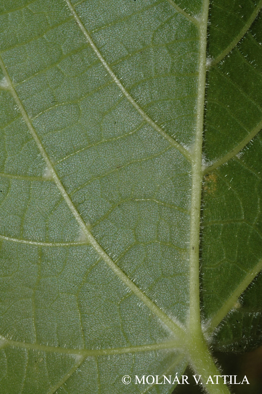 Tilia platyphyllos Scop.