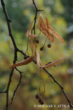 Tilia platyphyllos Scop. 2.Image