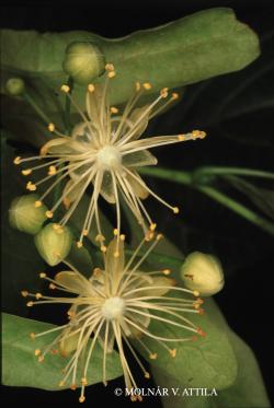 Tilia platyphyllos Scop. 3.Image