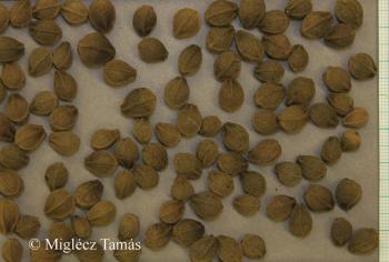 Tilia platyphyllos Scop. 4.Image