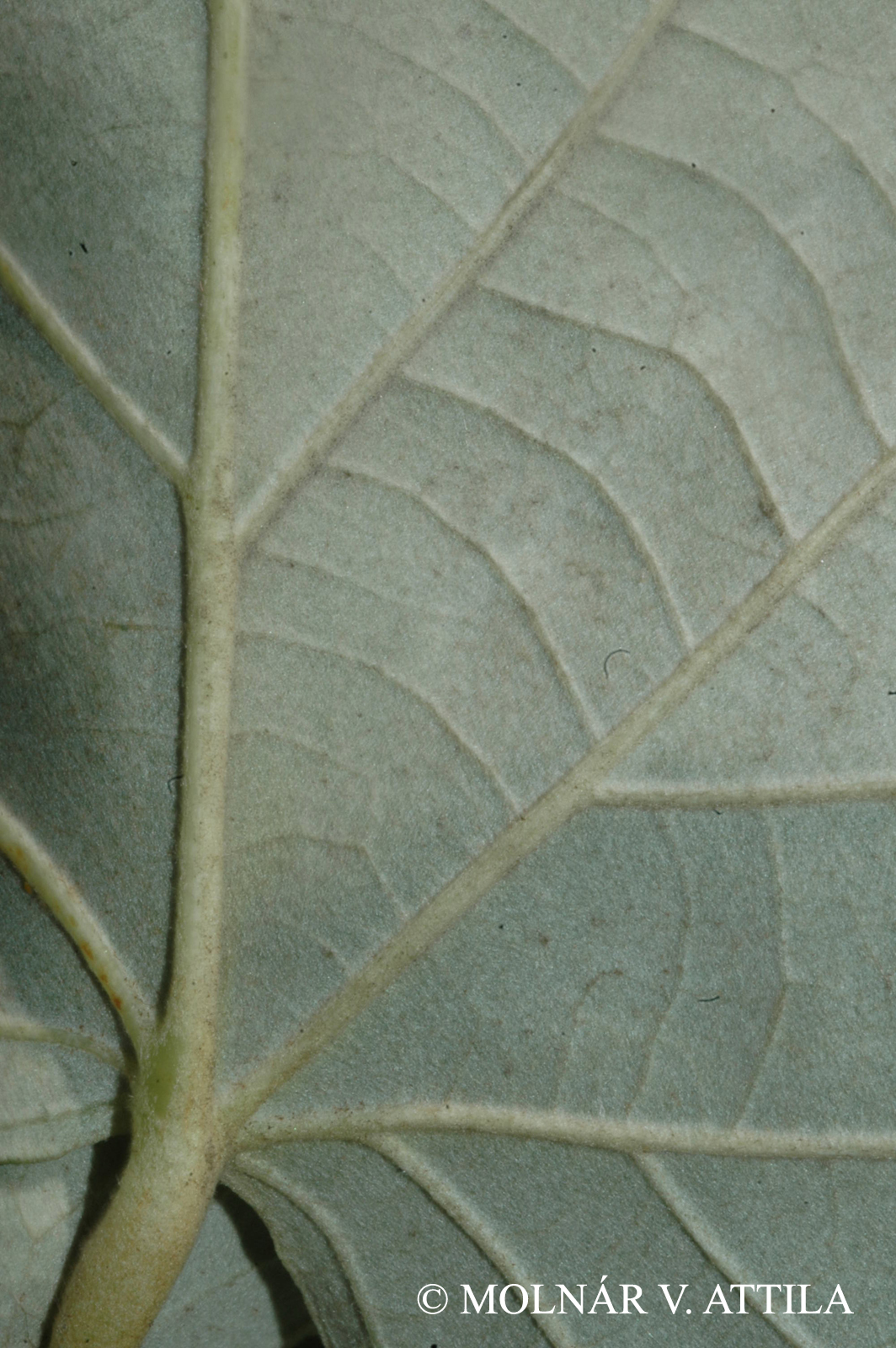 Tilia tomentosa Moench