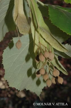 Tilia tomentosa Moench 2.Image