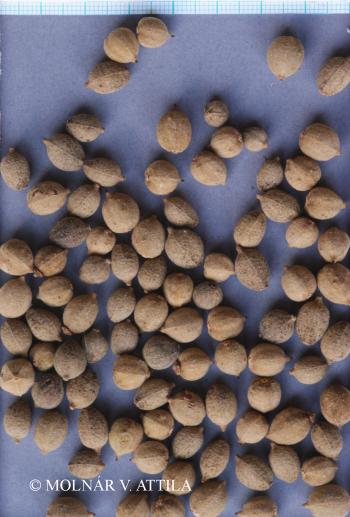 Tilia tomentosa Moench 3.Image