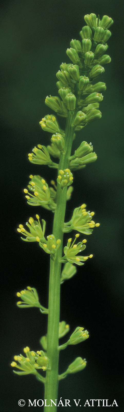 Tofieldia calyculata (L.) Wahlenb.