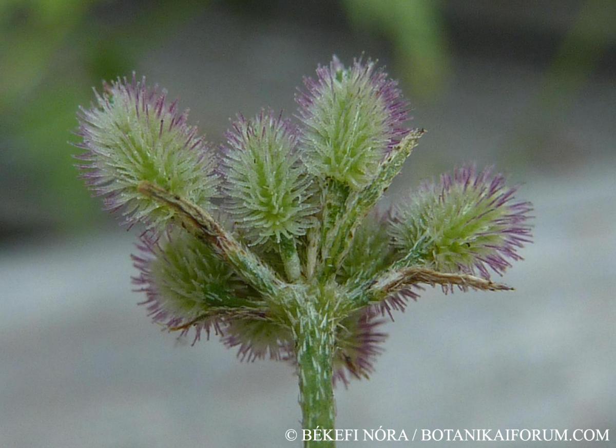Torilis arvensis (Huds.) Link