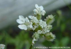 Torilis arvensis (Huds.) Link 2.Image