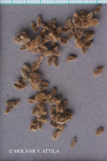 Torilis arvensis (Huds.) Link 3.Image