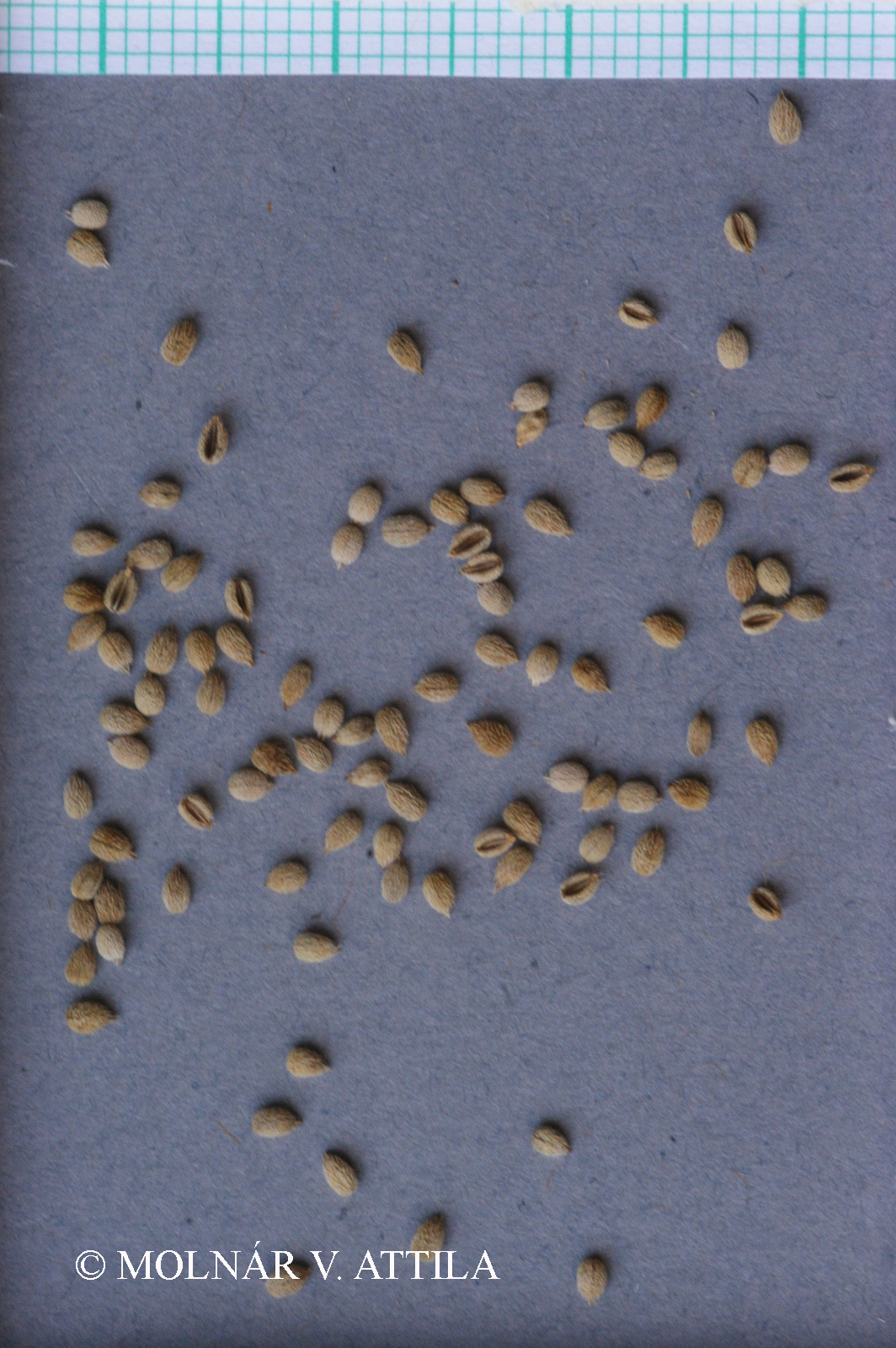 Torilis ucranica Spreng.