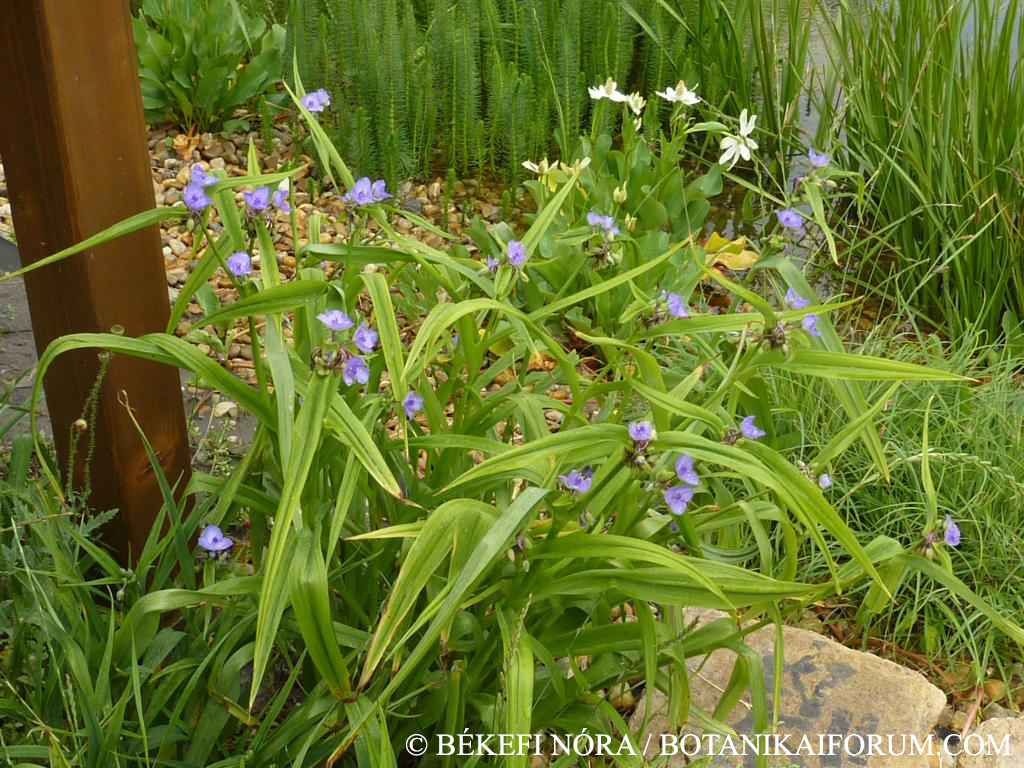 Tradescantia virginiana L.