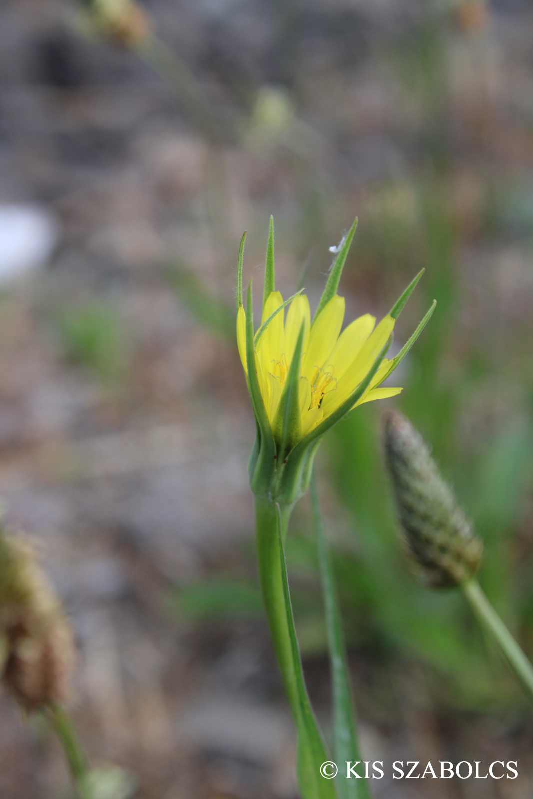 Tragopogon dubius Scop.