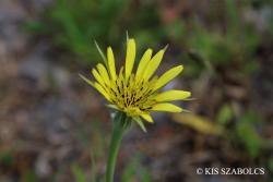 Tragopogon dubius Scop. 2.Image