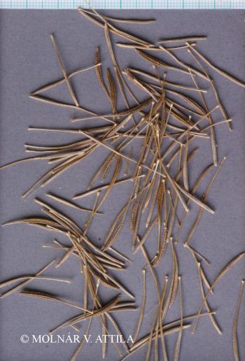 Tragopogon dubius Scop. 3.Image