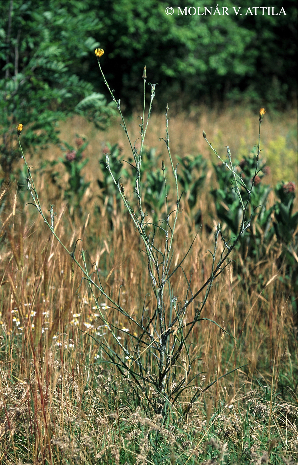 Tragopogon floccosus Waldst. et Kit.