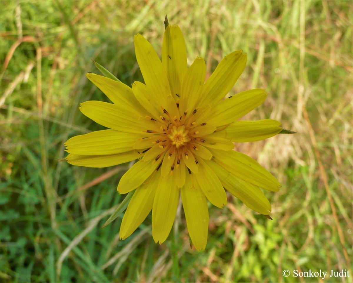 Tragopogon orientalis L.