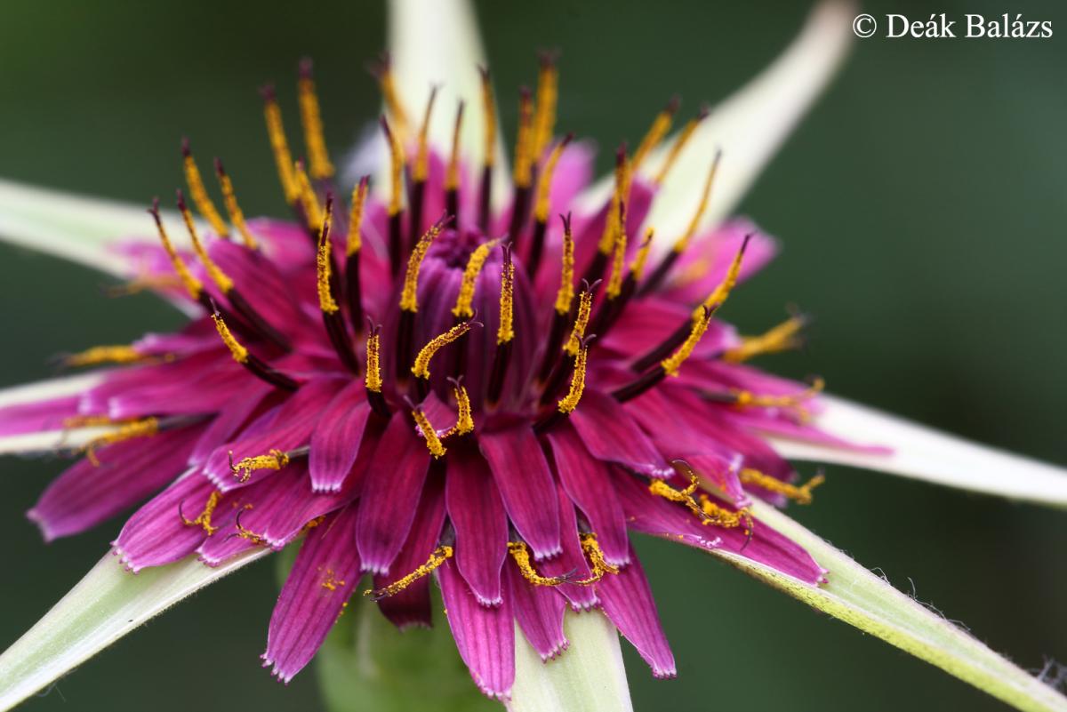 Tragopogon porrifolius L.