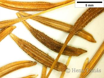 Tragopogon porrifolius L. 2.Image