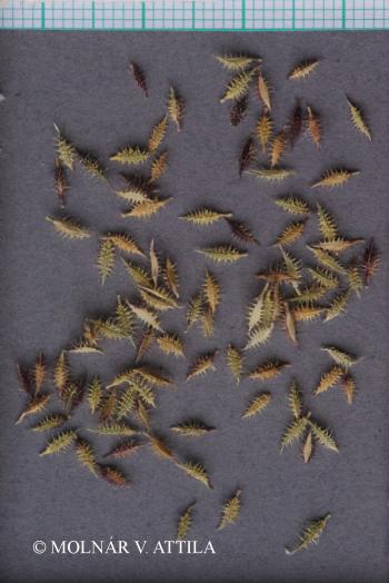 Tragus racemosus (L.) All. 2.Image