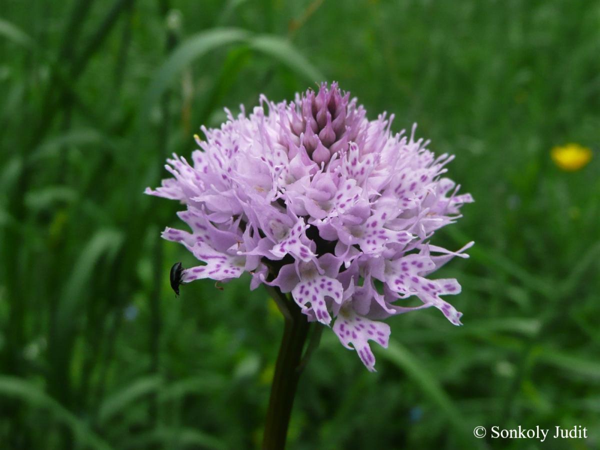 Traunsteinera globosa (L.) Rchb.