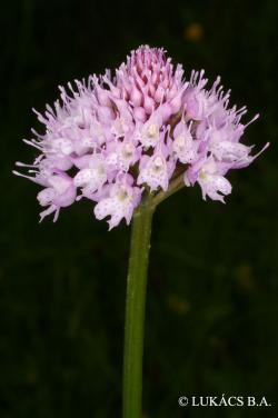 Traunsteinera globosa (L.) Rchb. 2.Image