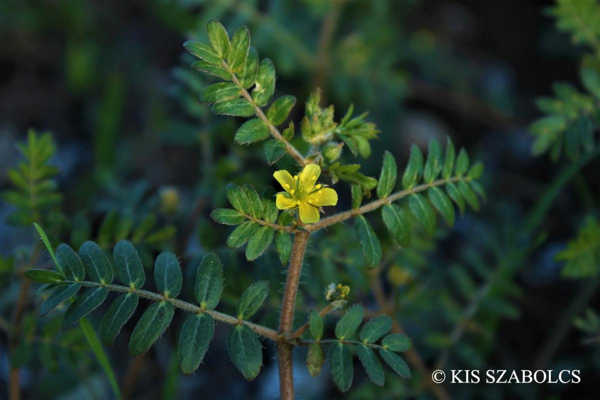 Tribulus terrestris L.