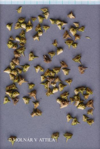 Tribulus terrestris L. 2.Image