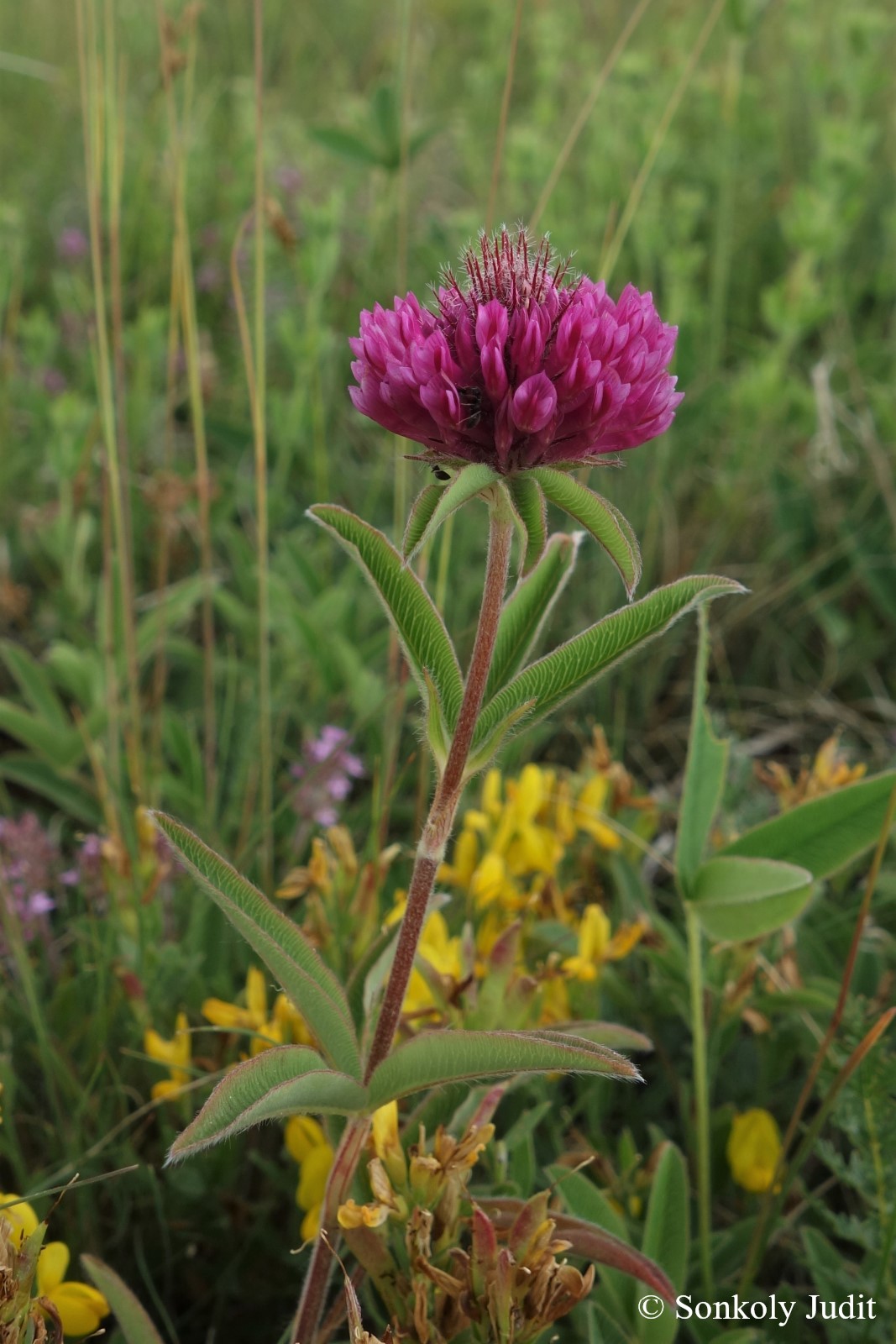 Trifolium alpestre L.