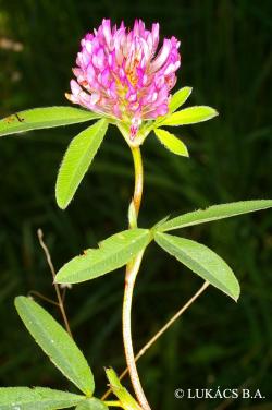 Trifolium alpestre L. 2.Image