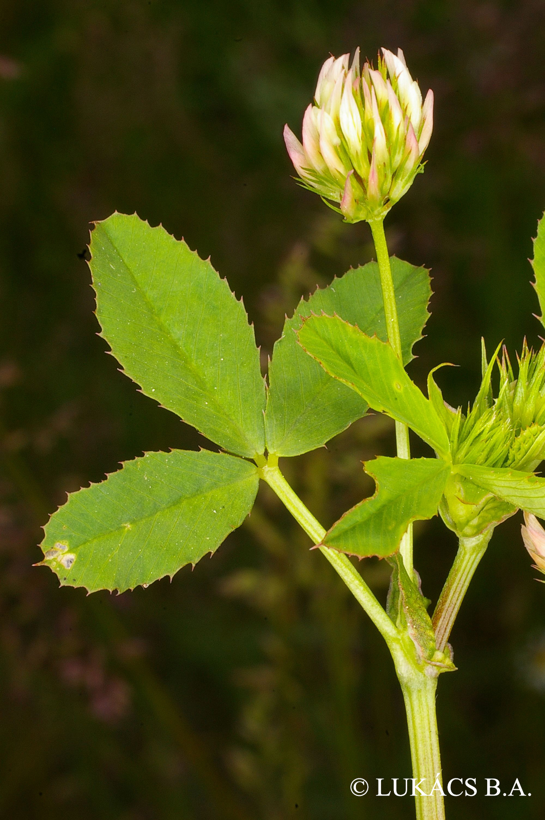 Trifolium angulatum Waldst. et Kit.