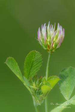 Trifolium angulatum Waldst. et Kit. 2.Image