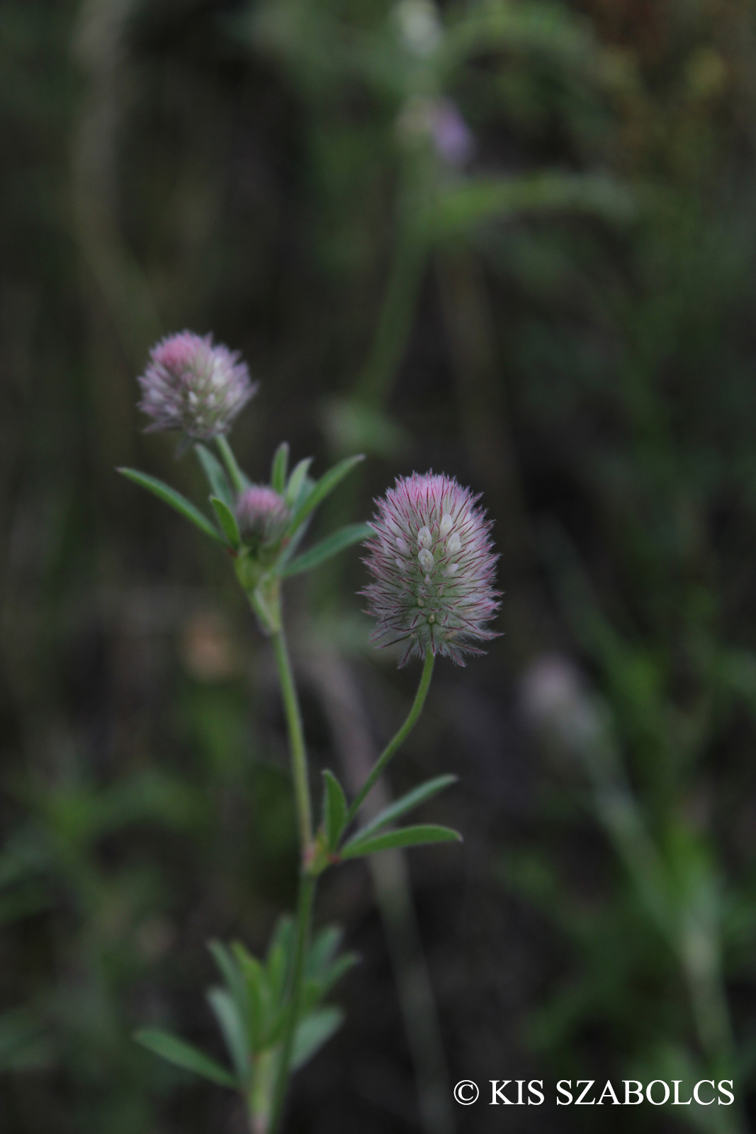 Trifolium arvense L.