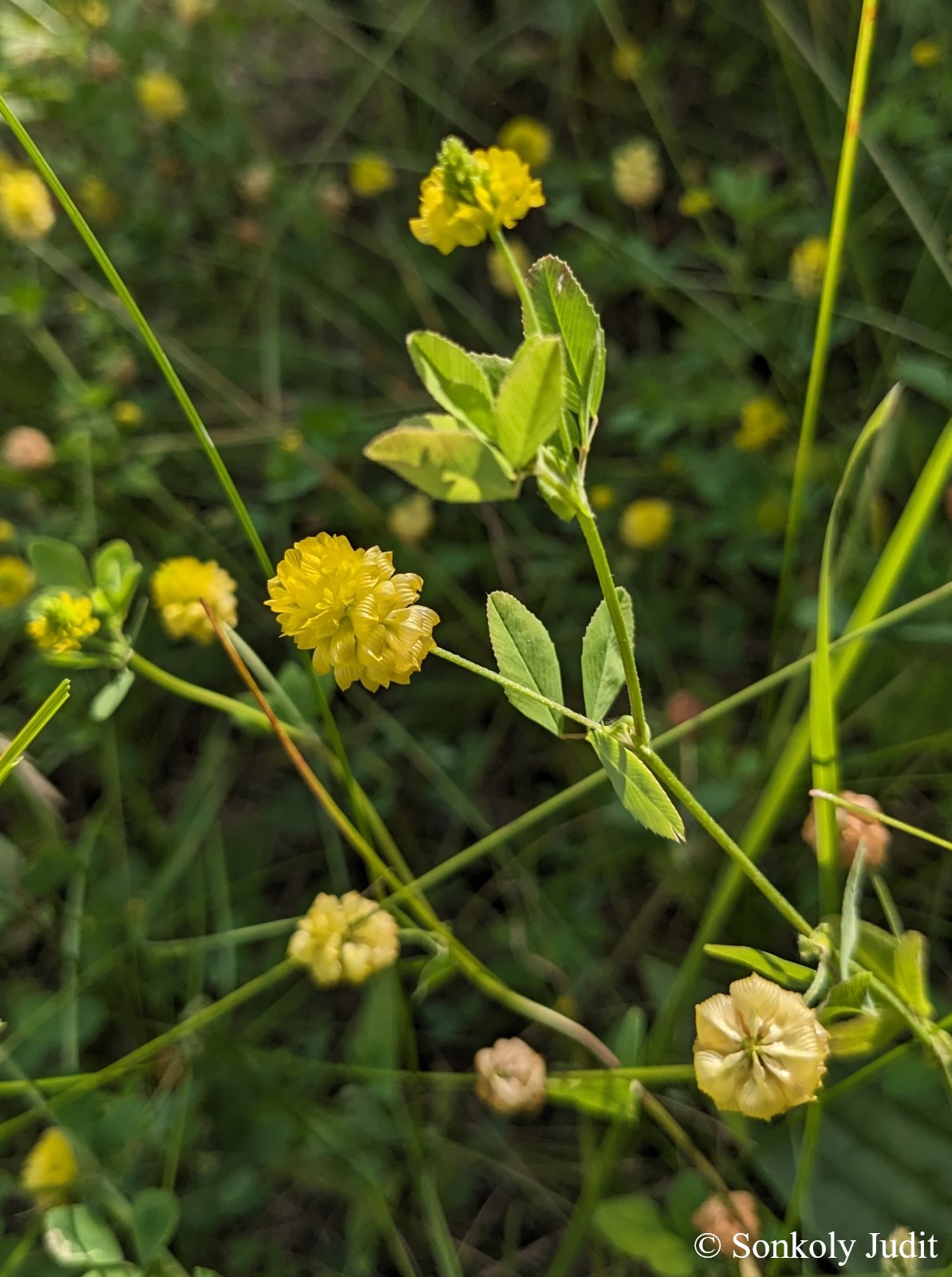 Trifolium campestre Schreb.